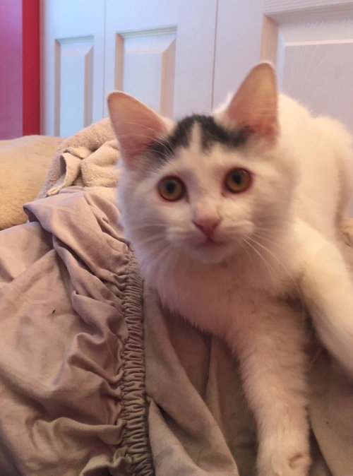 Smudge