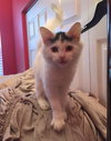 Smudge