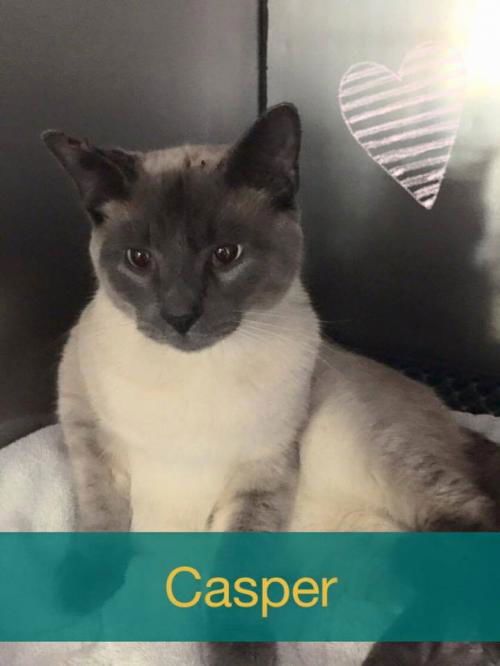 Casper (the cat)