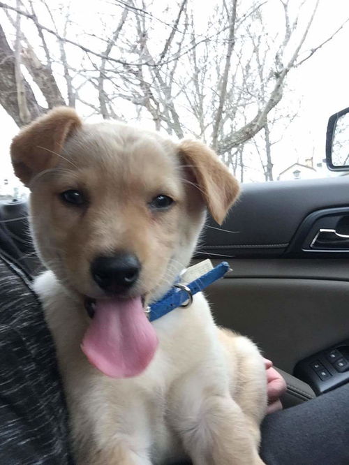 Bear The Yellow Lab