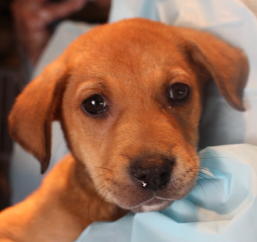Jax (the lab)