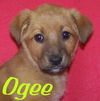 Ogee