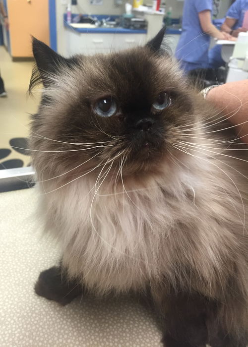 Annabelle the Cat
