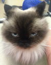 Annabelle the Cat