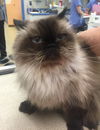 Annabelle the Cat