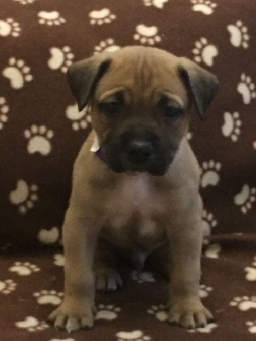 Pug