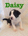 Daisy Mae