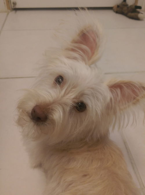 Kino