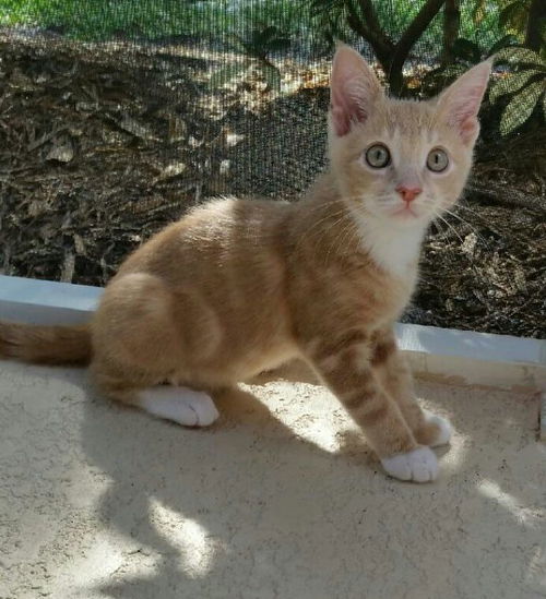Simon