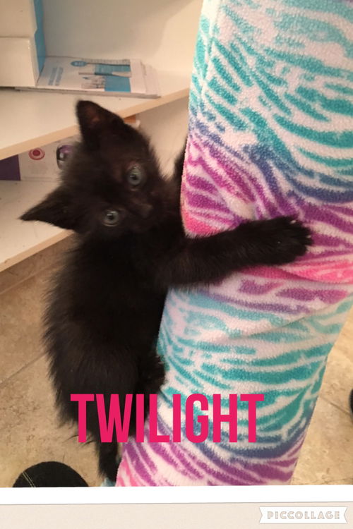 Twilight