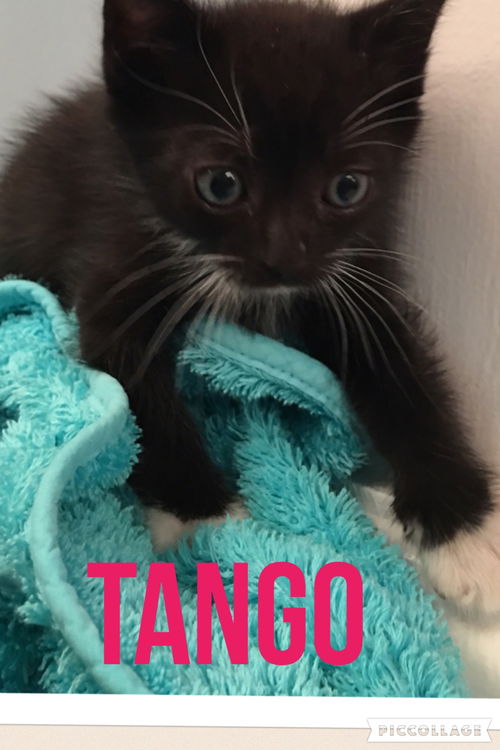 Tango