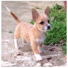 Starla