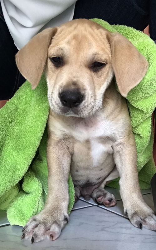 Brutus