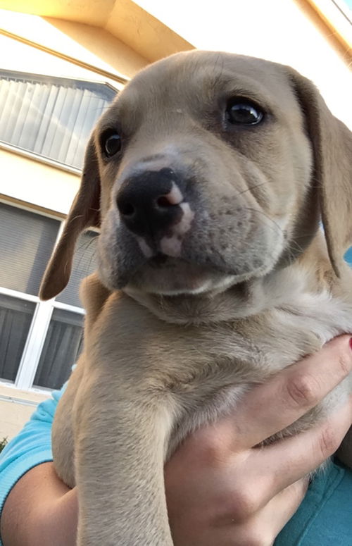 Oscar