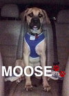 Moose