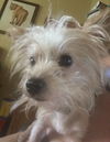 Winston