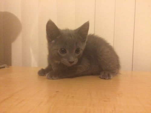 Luca