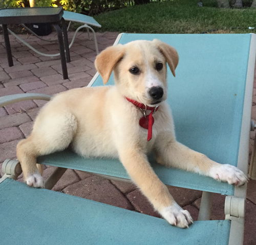 Koda