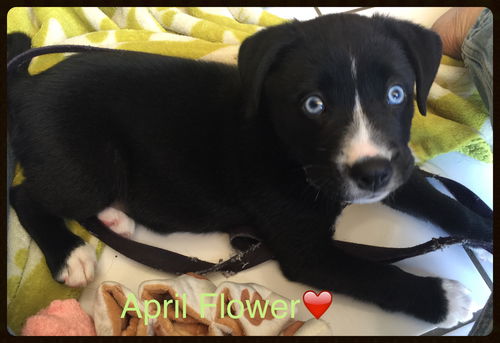 April Flower