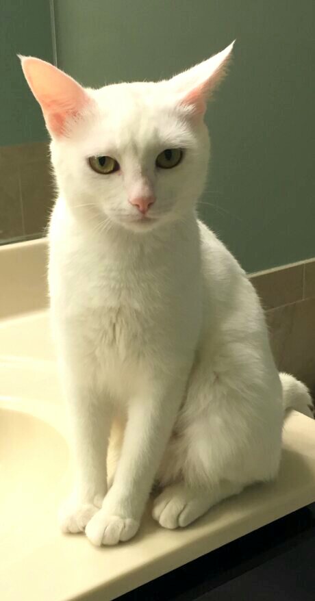 Willow the momma cat