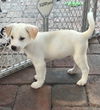Casper the dog