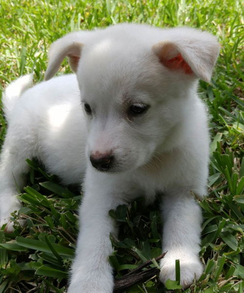 Charlie