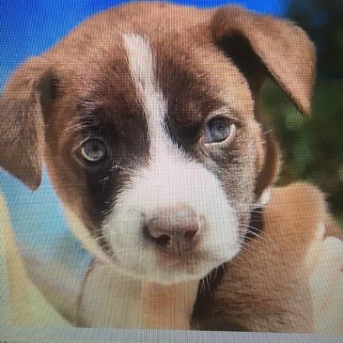 Piper