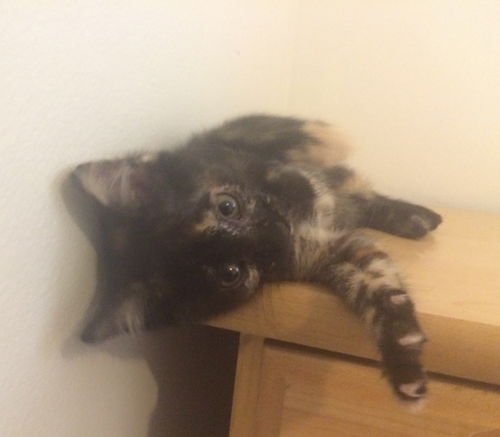Nutmeg (Spice)