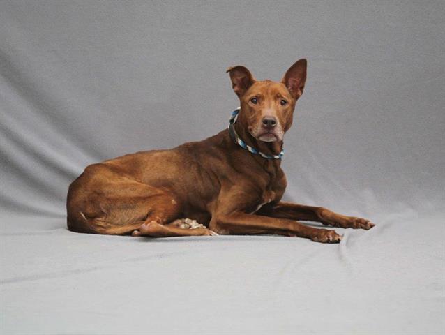 German shepherd and sales doberman pinscher mix