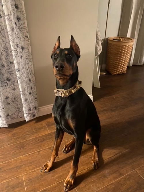 Rex