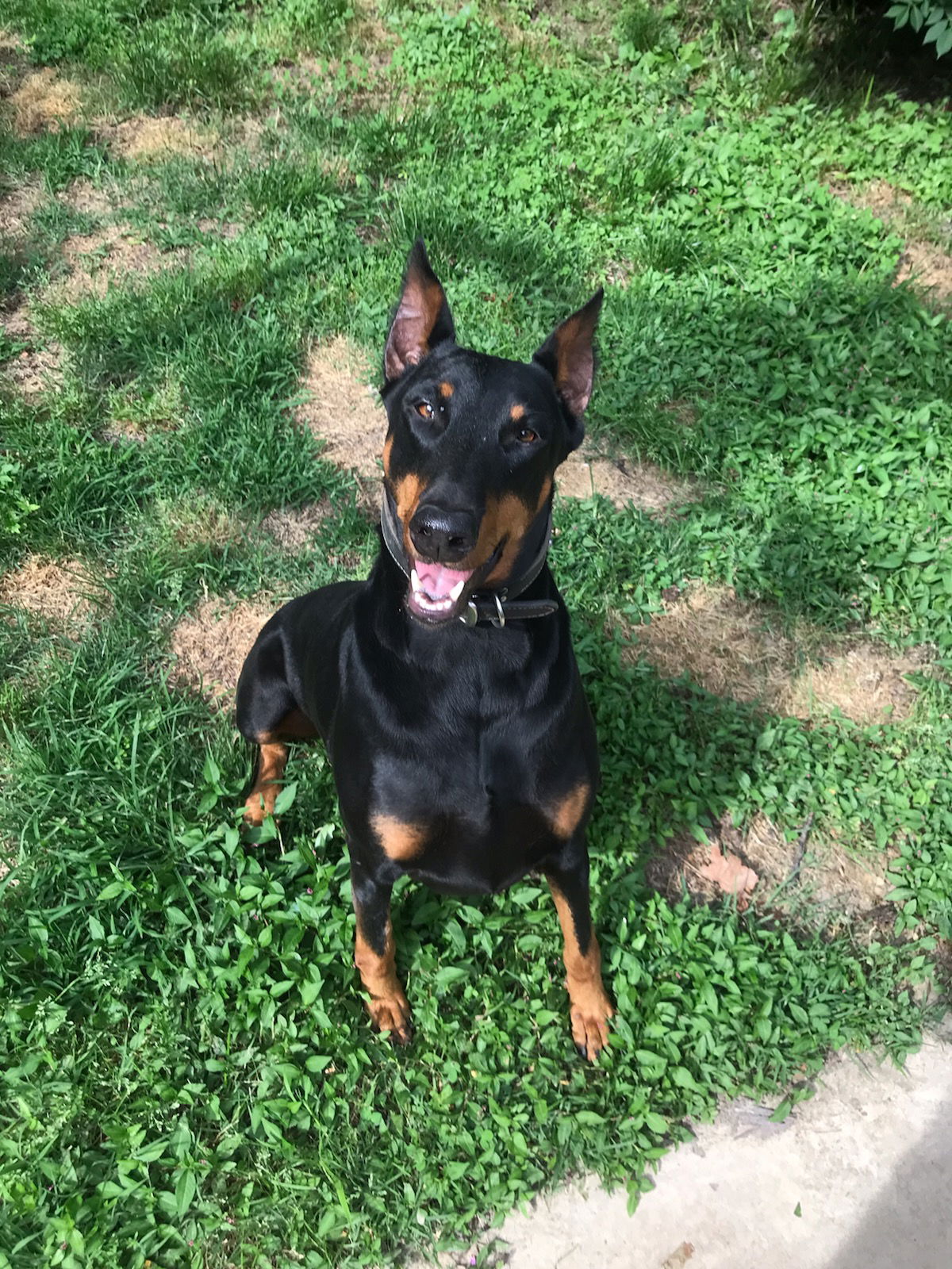 adoptable Dog in Saint Charles, MO named Cheyenne