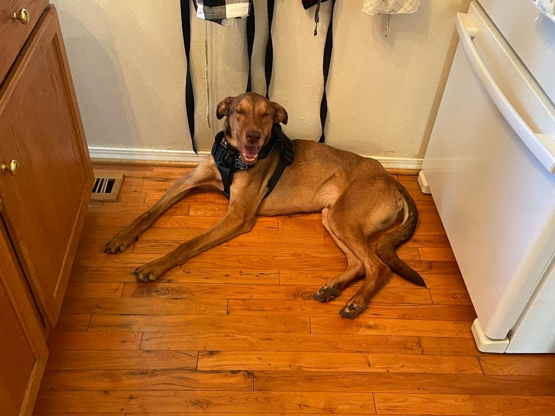 adoptable Dog in Saint Charles, MO named Riley