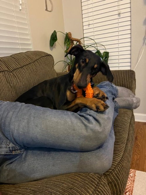 Stormy, an adoptable Doberman Pinscher in St. Charles, MO