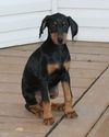 Dobie Girl Puppy