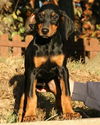 Dobie Girl Puppy