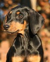 Dobie Girl Puppy