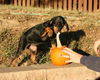 Dobie Girl Puppy