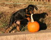 Dobie Girl Puppy