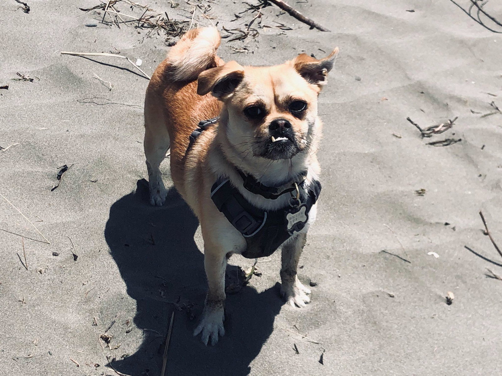 Dog for Adoption Steve "Shem" Buscemi, a in Portland, OR Alpha Paw