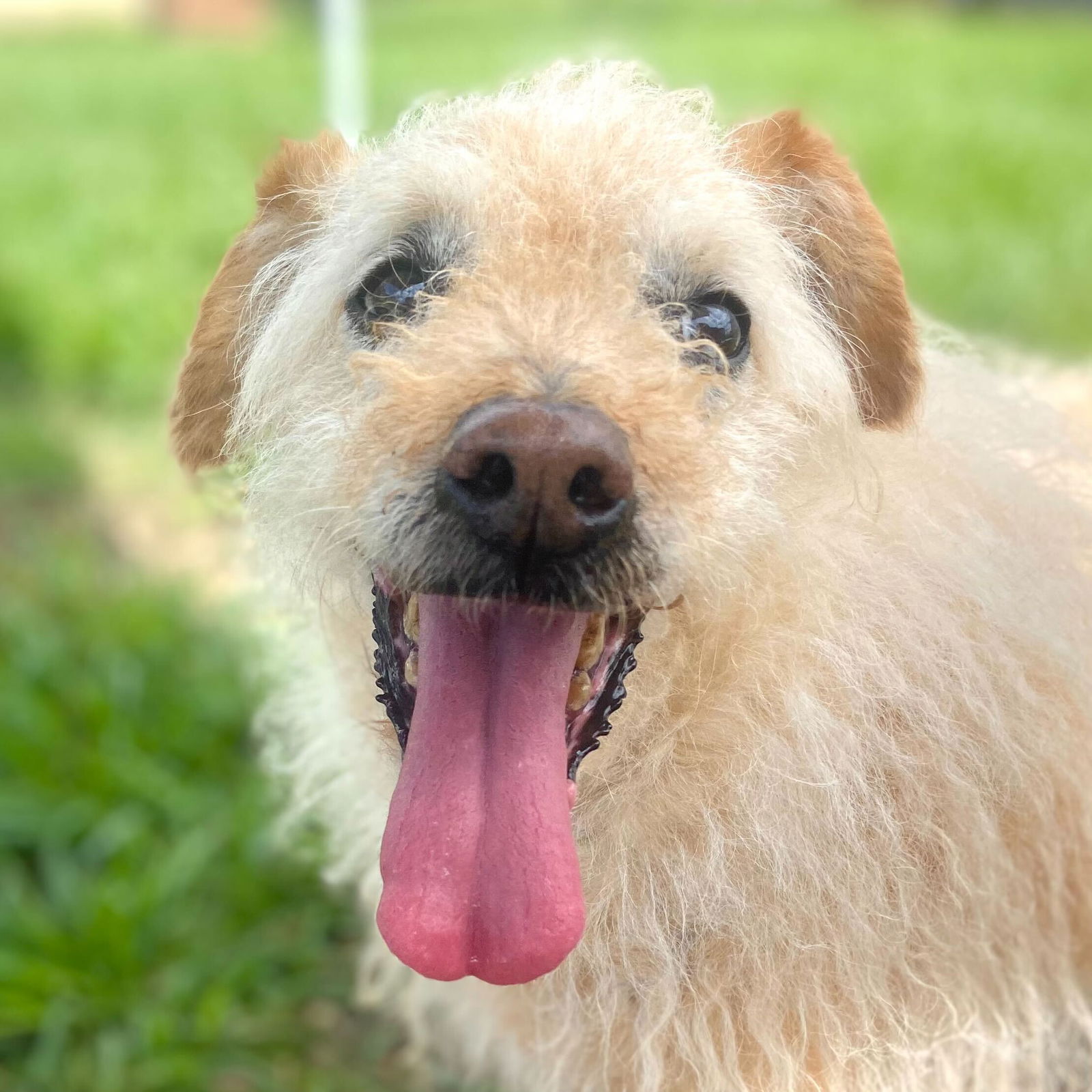 <strong> Link Basil </strong> <br/> <small>Labrador Retriever / Poodle (unknown type) / Mixed (medium coat)</small>