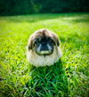 adoptable Dog in  named Charlie May 25