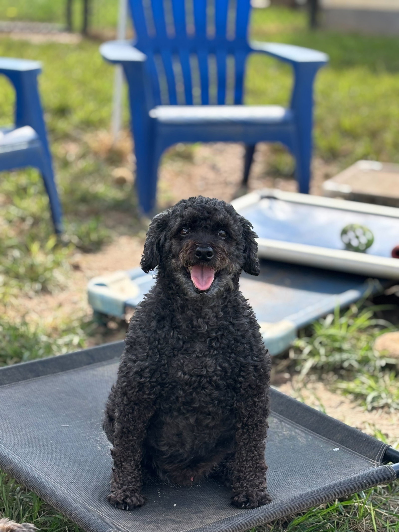 <strong> Duke June 18 </strong> <br/> <small>Poodle (Miniature) (long coat)</small>