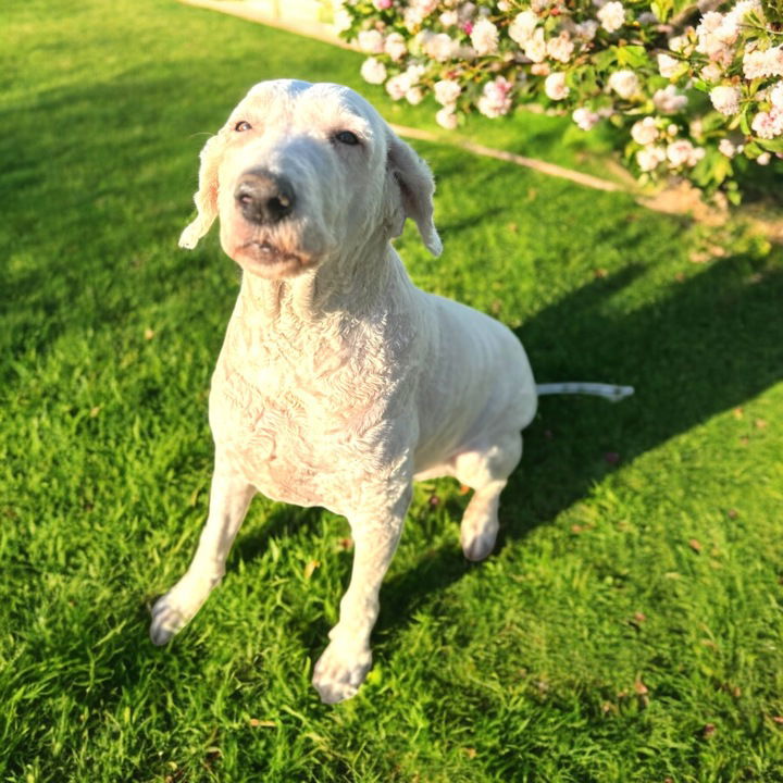 <strong> Gracie Peppers </strong> <br/> <small>Great Pyrenees / Poodle (Standard) / Mixed (long coat)</small>