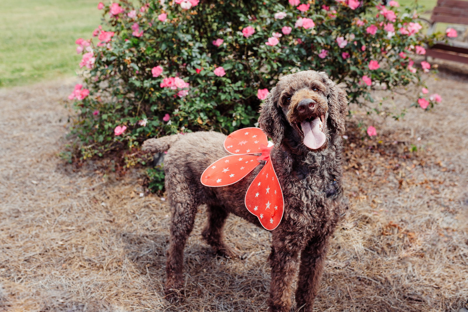 <strong> Boston of Michigan </strong> <br/> <small>Poodle (Standard) (long coat)</small>