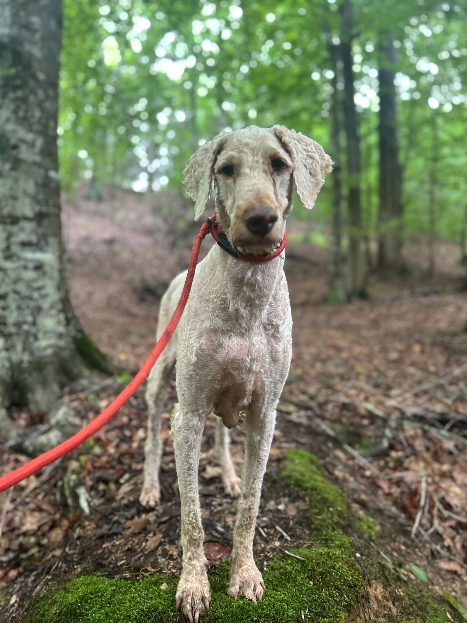 <strong> Griff </strong> <br/> <small>Poodle (Standard) / Golden Retriever / Mixed (long coat)</small>