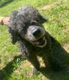 adoptable Dog in Pacolet, SC named Oscar De La Hoya - A Priceless Prince!