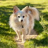 adoptable Dog in  named Tim Duncan Jan 25 with Daffee Jan 25 - A Pair!