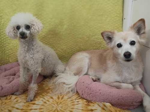 Sadie May 26 Bonded to Peanut May 26, photo 10