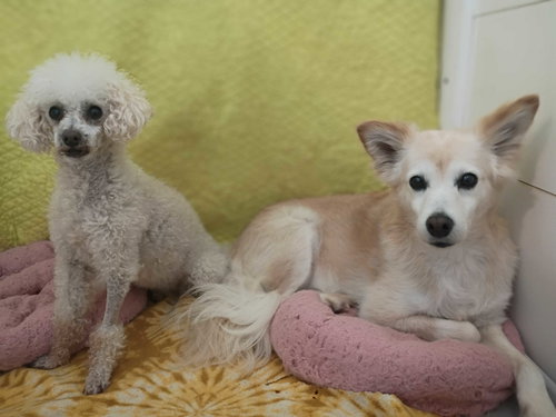 Sadie May 26 Bonded to Peanut May 26, photo 11