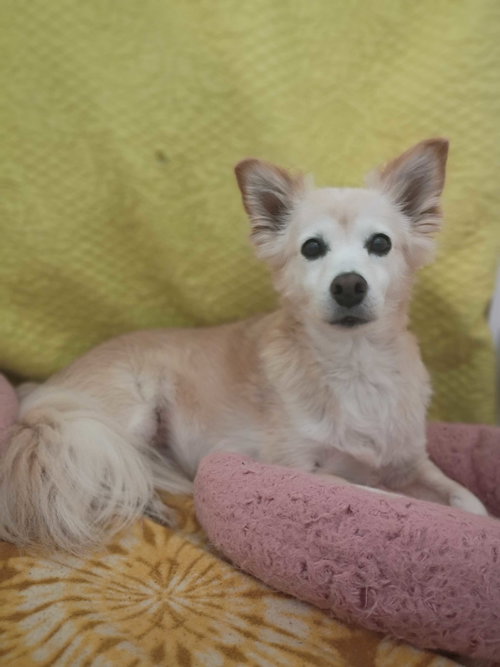 Sadie May 26 Bonded to Peanut May 26, photo 6